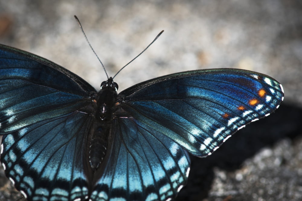 Red-spotted Butterf