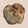 thumbnail image 2 of Lewis, Sheldon 26x26 White Modern Wood Framed Museum Art Print Titled - Tree Ring Stump 2, 2 of 4