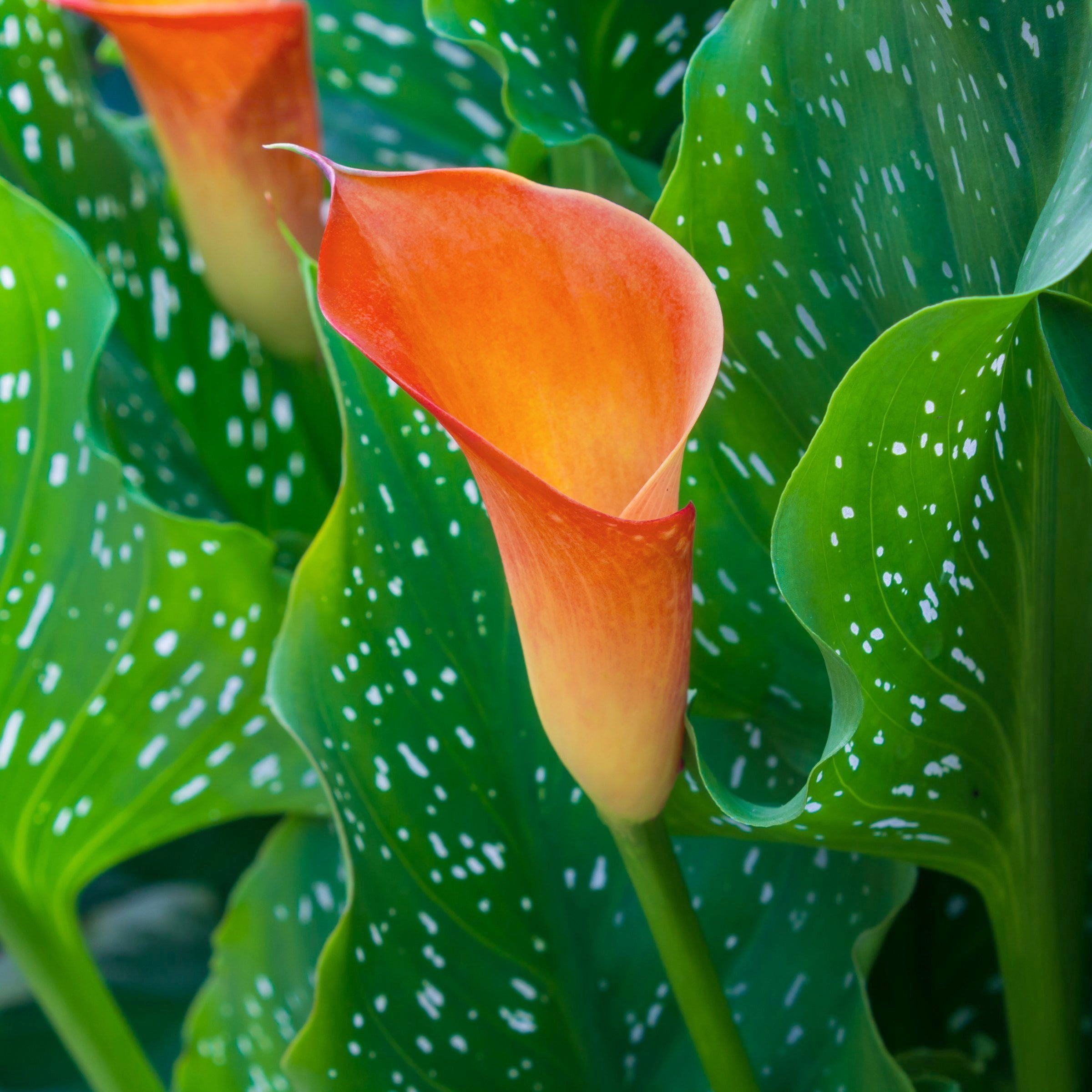 National Plant Network Calla Lily Fireworks Bulbs (6-Pack)