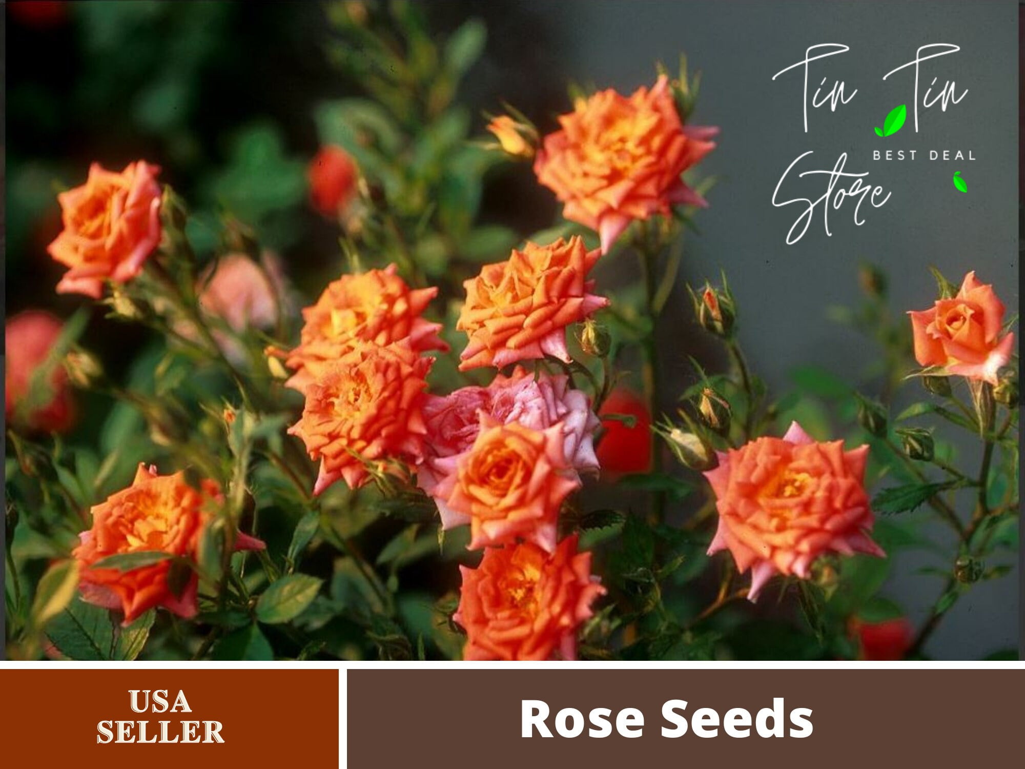 30 Seeds Climbing Joseph's Coat Rose Bush Flower Seeds Pink and