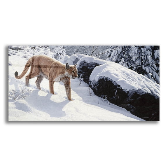 Epic Art 'Soft Snow-Cougar' by Ron Parker, Acrylic Glass Wall Art, 24"x12"