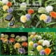 thumbnail image 3 of Luces decorativas con flores solares para exteriores, luces para jardín, patio y césped, cebolla, 3 of 8