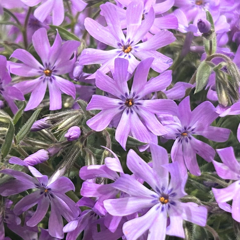 lavender plants potted Lavender Mint Julep Plant 2 Gal / Teal / Without Pot