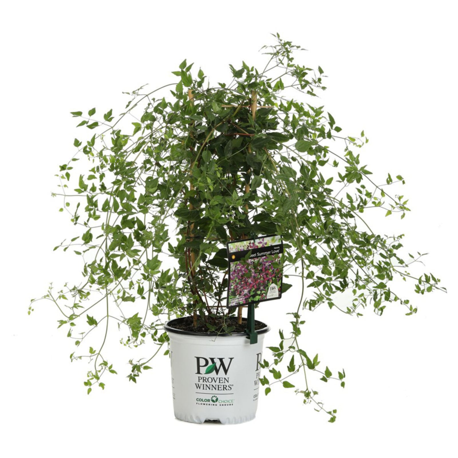 Proven Winners Sweet Summer Love Clematis Live Shrub