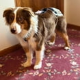 thumbnail image 6 of Barkertime BotaniPop Dog Diaper Overall, 6 of 8