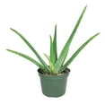 thumbnail image 4 of Aloe Vera (6"+ Minimalist Pot) - Indoor, Outdoor Plant - Live, Healthy Plant - Bright, Direct Sunlight Plant, 4 of 6