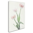thumbnail image 2 of Trademark Fine Art 'Light and Bright Floral I' Canvas Art by Elizabeth Urquhart, 2 of 3