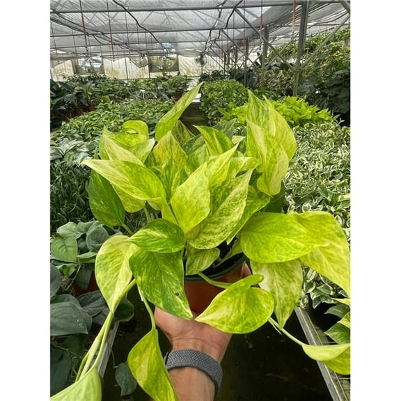 House Plant Dropship 6-POTHOS-NEON.QUEEN Pothos Neon Plant
