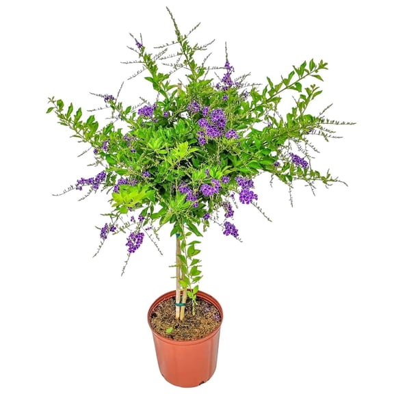 Tropical Plants of Florida 36" to 42" Sapphire Showers Duranta Tree; Full Sunlight, Nursery Pot