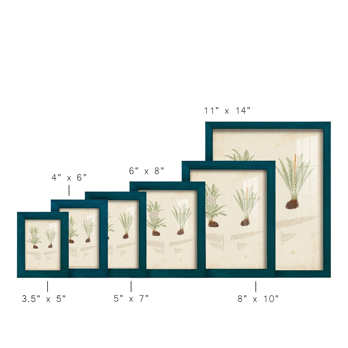 Fern Study III -Framed Print w/glass-Ocean Blue