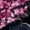 Black Lightpink, variant on Homewish Cartoon Flower Sakura Black Out Curtains,Japan Cherry Blossom Curtains Pack of 2 (42x63 Each),Black Pink Bedroom Curtains For Girl Teens,Ultra Soft Home Decor