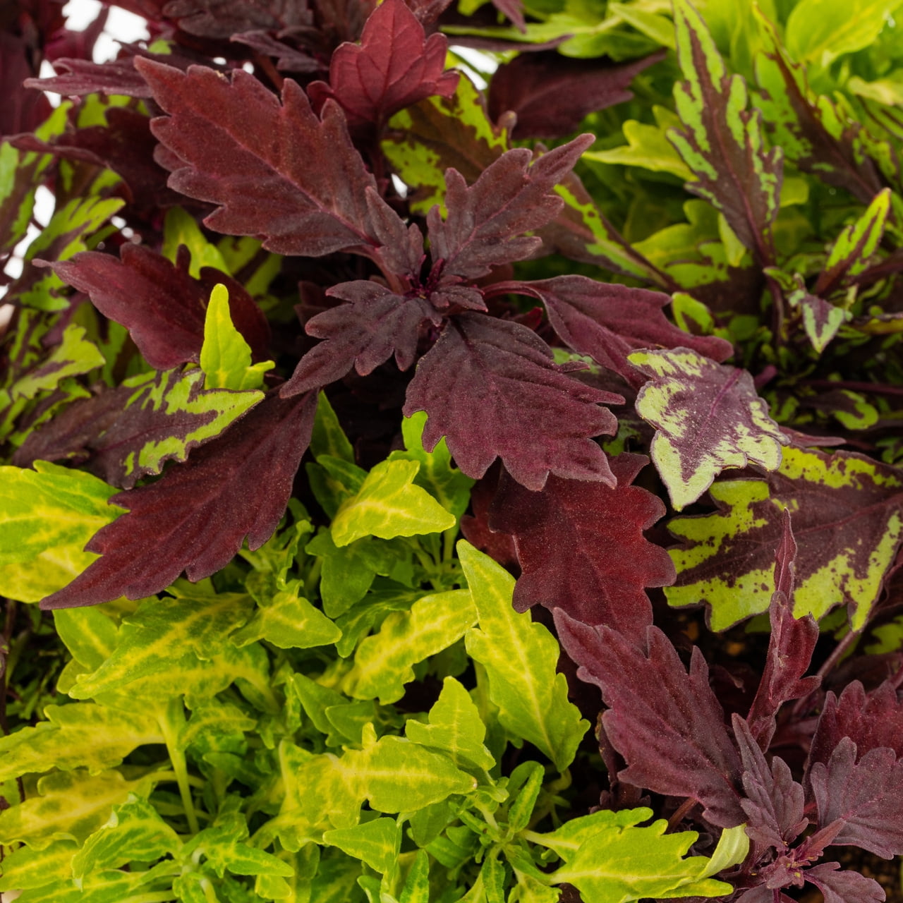Expert Gardener 1.5gal Multicolor Coleus Live Annual Plant Hanging Basket Shade