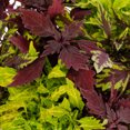 thumbnail image 2 of Expert Gardener 1.5gal Multicolor Coleus Live Annual Plant Hanging Basket Shade, 2 of 6