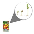thumbnail image 2 of Semillas Chile Habanero Vita, 2 of 5
