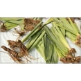 8 rhizome Iris Bulbs Garden Plants Perennial Flowers Charming Iris 8-rhizome-iris-bulbs-garden-plants-perennial-flowers-charming-iris