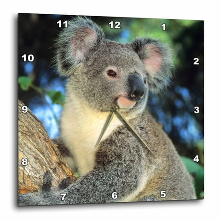 3drose Koala Bear Australia Eucalyptus Tree Sa01 Ksc0000