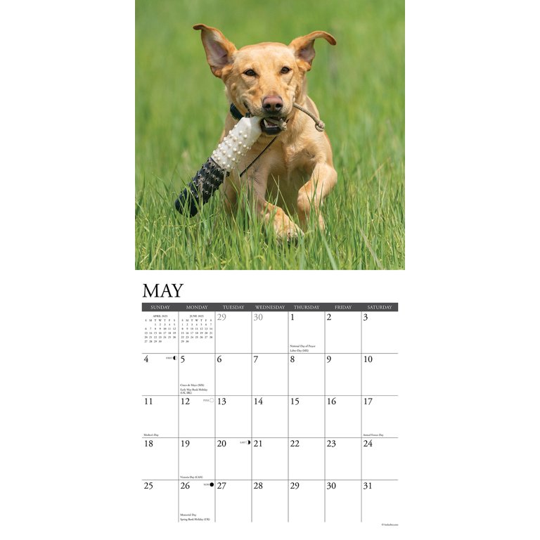 Yellow Labs 2025 Wall Calendar - Walmart.com yellow-labs-2025-wall-calendar-walmart-com