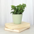 thumbnail image 2 of Live English Ivy Plant - Air Purifying - 4" Decorative Pot Cover - Sage - Thorsen's Greenhouse, 2 of 7