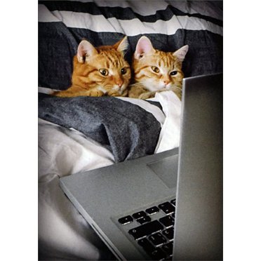 "Two Kittens In Heart Box" Valentine's Day Card - Recycled Paper Greeting Card With Envelope