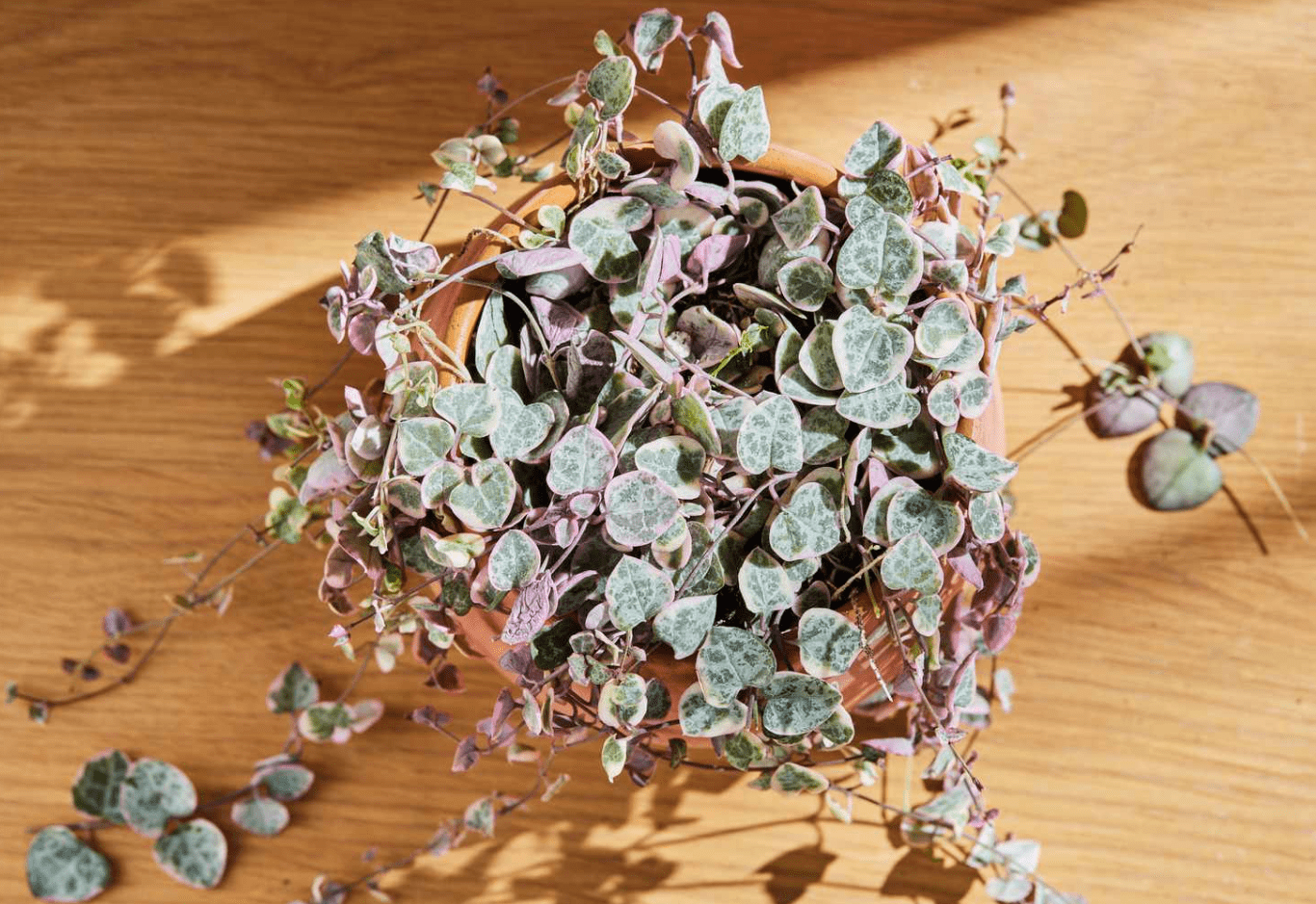 Variegated String of Hearts Plant Live for Planting, Trailing Hanging Succulent Plant for Indoor Outdoor in 4 Inch Pot