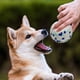 thumbnail image 5 of Pelota De Juguete Para Perros, 5 of 8