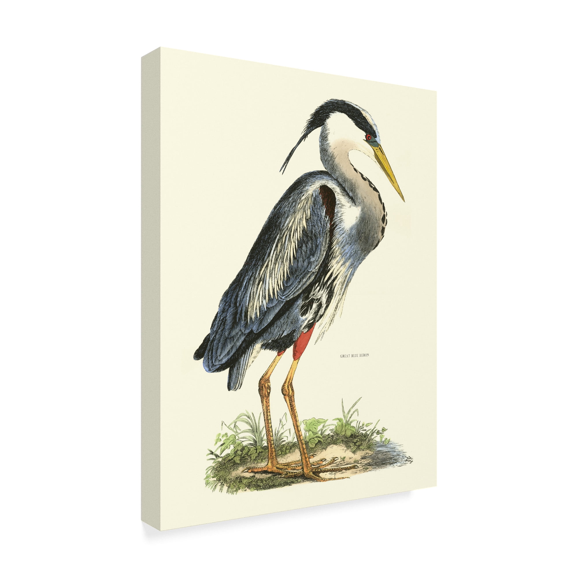 Trademark Fine Art 'Custom Great Blue Heron' Canvas Art by John Selby