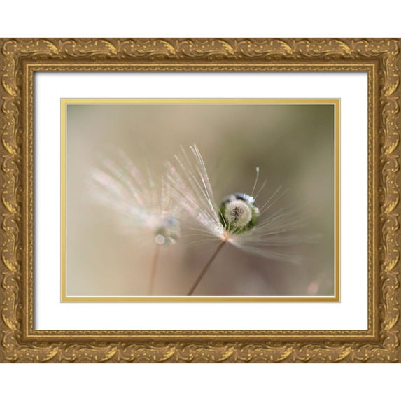 Kulik, Bertrand 32x24 Gold Ornate Wood Framed with Double Matting Museum Art Print Titled - Star of dandelion