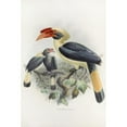 thumbnail image 2 of Daniel Giraud Elliot 13x18 Black Ornate Wood Framed Double Matted Museum Art Print Titled - Penelopides Related (1882), 2 of 5