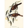 thumbnail image 2 of Gould, John 11x14 Black Modern Framed Museum Art Print Titled - Blue-faced Entomyza-Entomyza cyanotis, 2 of 4