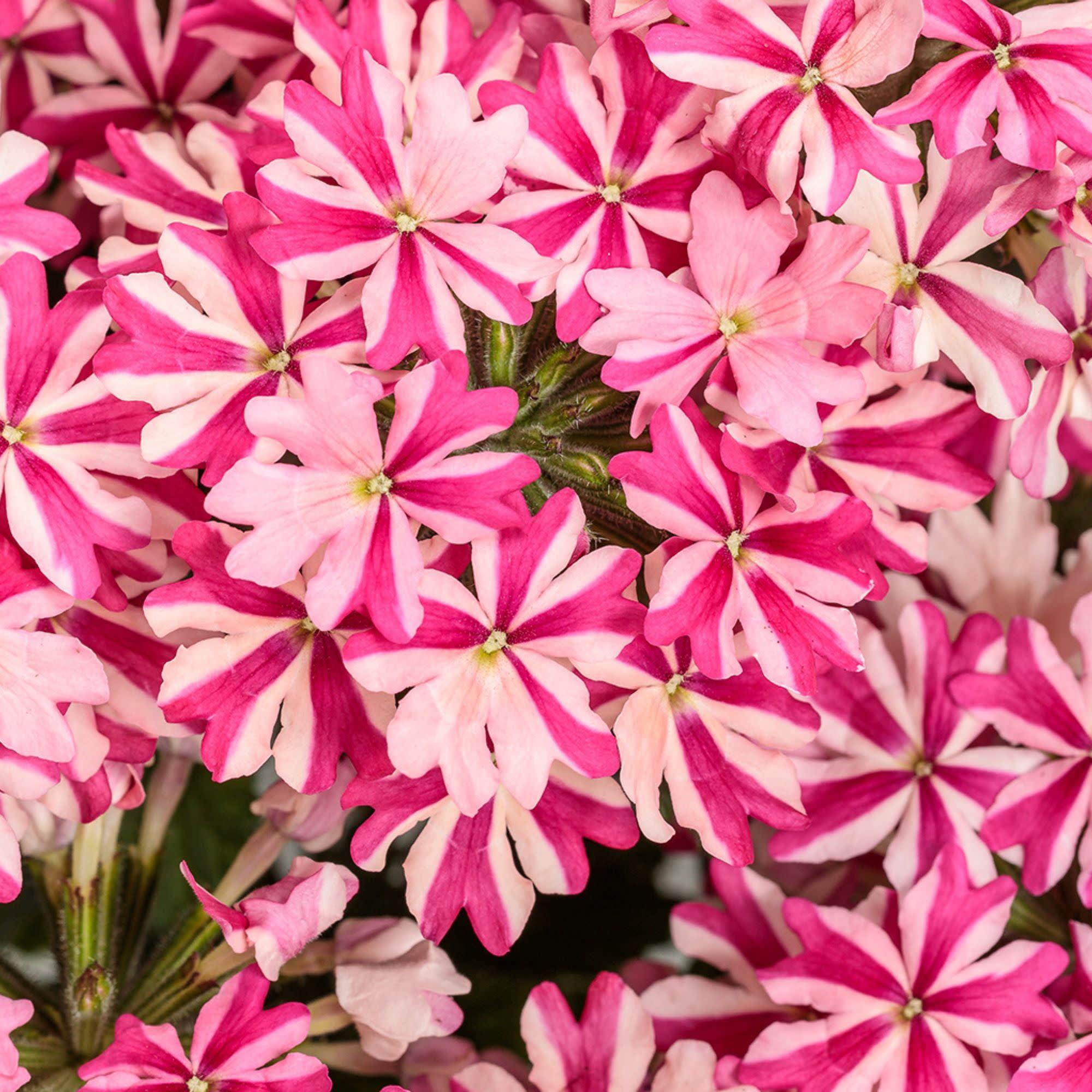 Proven Winners 4" Multicolor Superbena Cherryburst Verbena Live Plant in 4.25" Pot (4 Count)