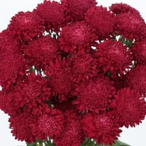 50 Scarlet Aster Flower Seeds