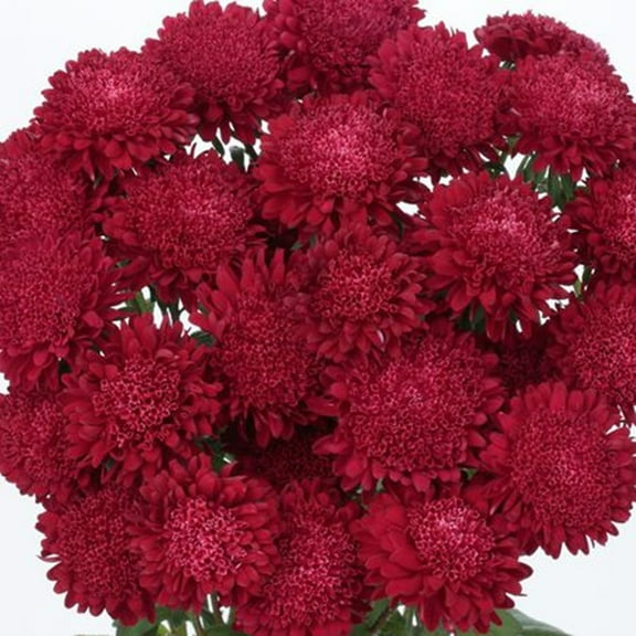 50 Scarlet Aster Flower Seeds