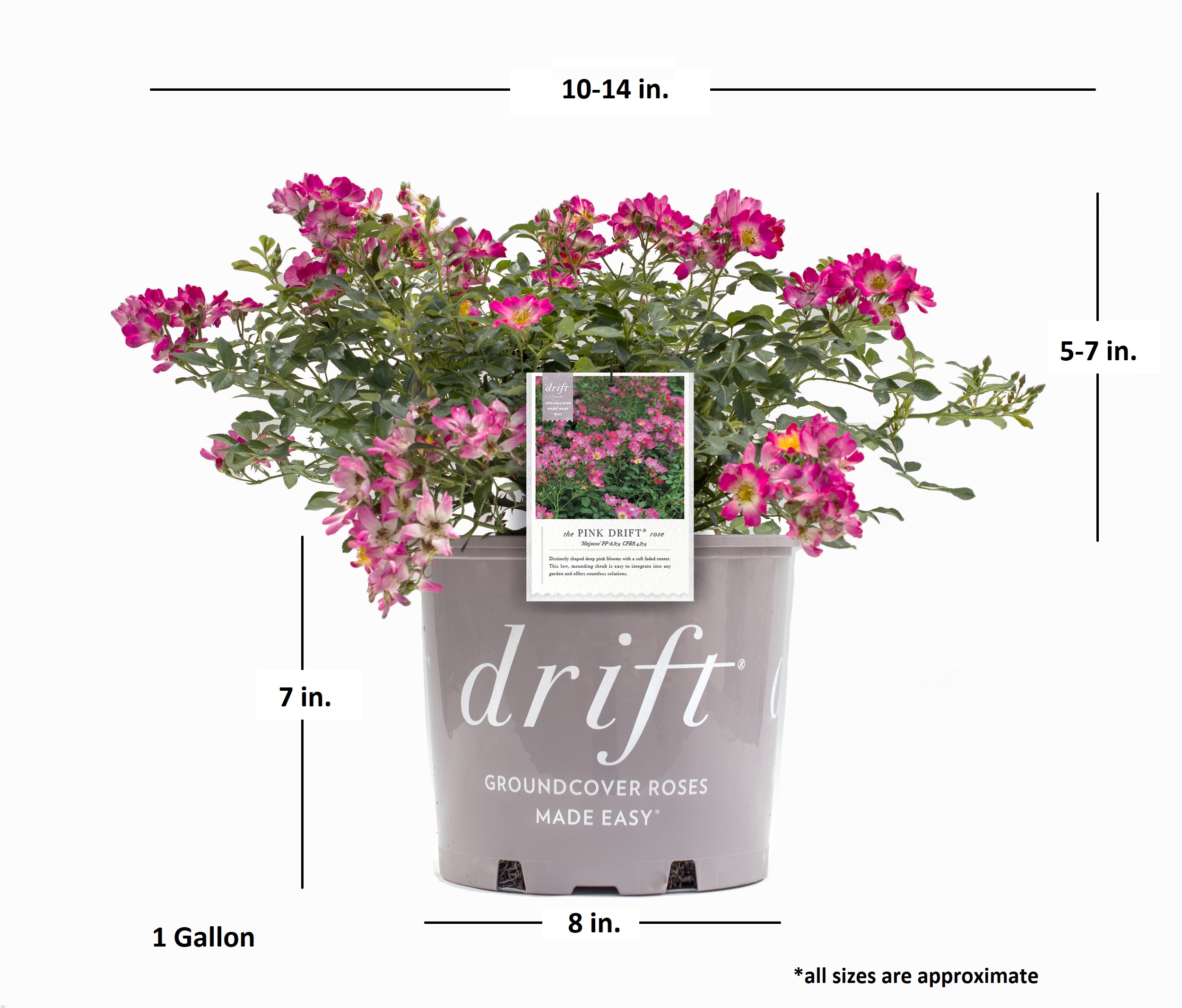 Pink Drift Rose (1 Gallon) Low-Growing Groundcover Deciduous Flowering Shrub - Full Sun Live Outdoor Plant