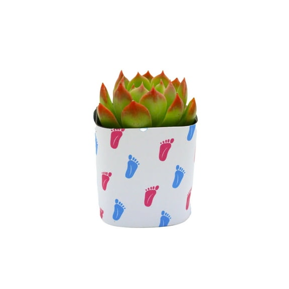 Plants Of Joy Baby Feet Print Succulent Wraps for Weddings, Baby Shower, and Party Favors. 25 Count Pack.