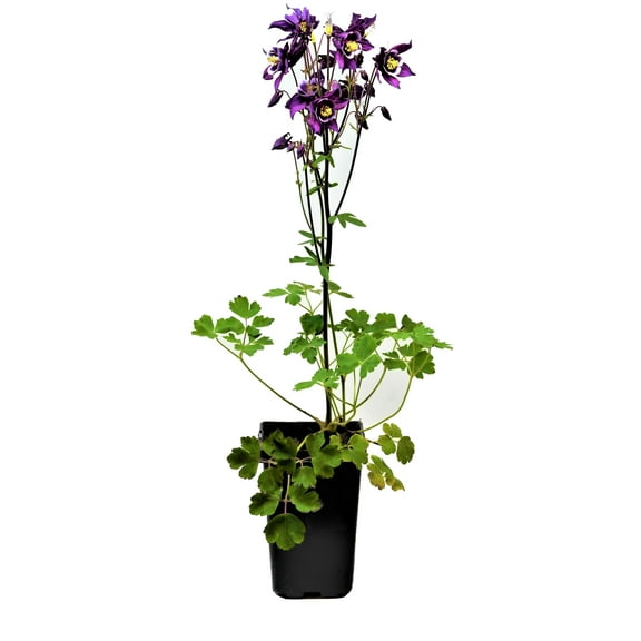 Expert Gardener Outdoor Live Plant Aquilegia Columbine Winky Rose Pink 1QT, Partial Shade