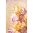 thumbnail image 2 of Murdock, Ramona 23x32 White Modern Wood Framed Museum Art Print Titled - Lovely Iris, 2 of 4