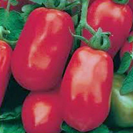Tomato, Italian Roma, Heirloom, Non GMO, 200 Seeds, Delicious Red Tube Shaped Fruit, Perfect Roma Tomato for Making Sauce, Salads or Canning