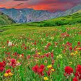 thumbnail image 3 of Created By Nature 53,000 Colorado Wildflower Seeds, Attracts Pollinators, 3 of 4