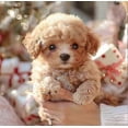 thumbnail image 3 of 2025 New Robot Dog for Adults, AI Robotic Dog, Nicoo - My Realistic Robot Puppy That Acts Like a Real Puppy - Walking, Barking, Tail Wagging, 3 of 5