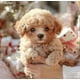 thumbnail image 3 of 2025 New Robot Dog for Adults, AI Robotic Dog, Nicoo - My Realistic Robot Puppy That Acts Like a Real Puppy - Walking, Barking, Tail Wagging, 3 of 5