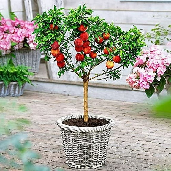 CZ Grain 4 Peach Bonsai Tree Plant Seed, Indoor Growing