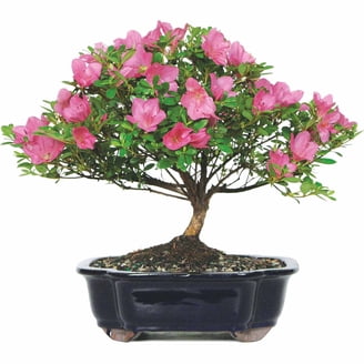 Expert Gardener Nerium Oleander Hardy Pink, 15""-18"" Tall - Walmart.com