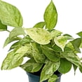 thumbnail image 4 of Live Combo 4 Pothos, Pearls and Jade, Marble Queen, Golden & Jade, Office Gift, Floral Inspiration, Thank You Gift, Birthday Gift, Christmas Gift in 6" Pots, 4 of 9