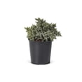 thumbnail image 1 of 2 Gallon  Blue Star Juniper  Shrub, 1 of 5