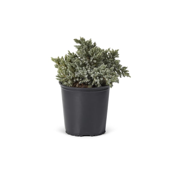 2 Gallon  Blue Star Juniper  Shrub