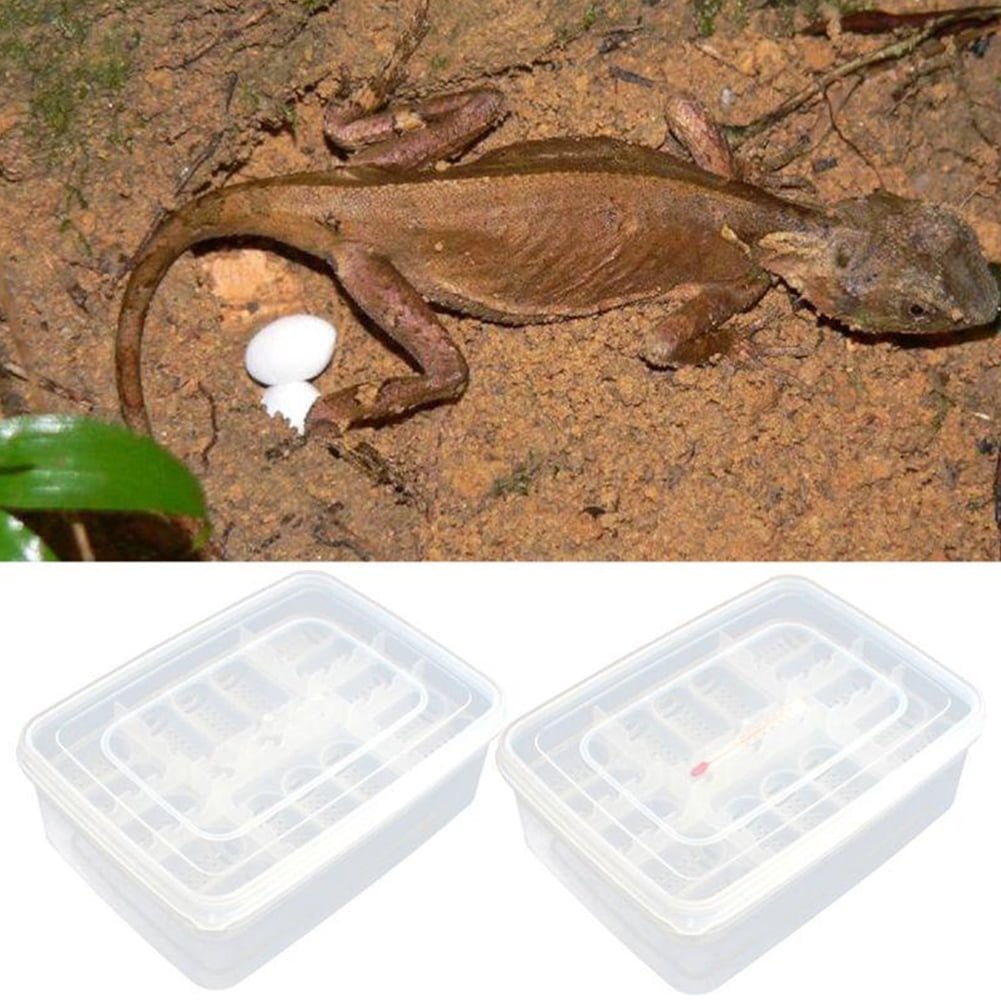 Reptile Egg Incubator Box Eggs Tray Gecko Chameleon Dedicated Hatcher Tool 