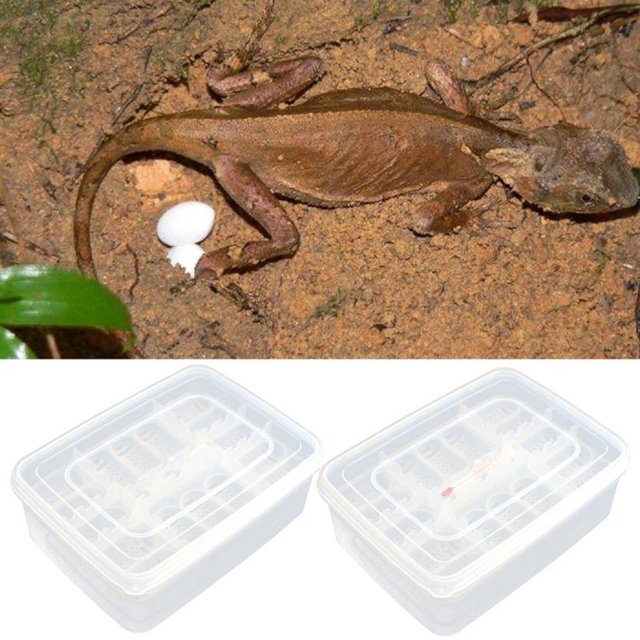 16-grid Reptile Egg Incubator Box Eggs Tray Snake Lizard Chameleon Hatcher Hatching Tool