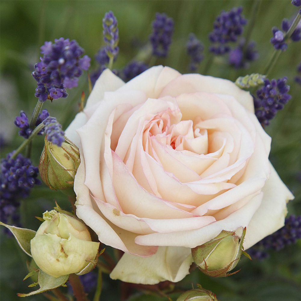 Heirloom Roses Rose Bush - Parfuma® Madame Anisette™ Grandiflora , Live Rose Plant