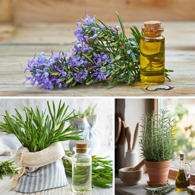 Rosemary Plant Live, 4 - 6 Inc Tall, Fragrant Herb, Potted Rosemary Ready to Plant Indoor Outdoor
