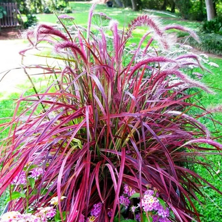 2 Ornamental Grass Plants - Red Purple Fountain Grasses Live Plants Perennial - 5-9 Inc Tall - Live Grass Seedlings Indoor Outdoor